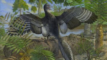 始祖鳥の飛行の秘密、希少な化石の分析で明らかに　研究者「驚きの連続」