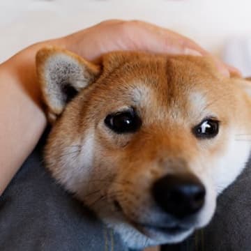 犬がやりがちな『ツンデレ』すぎる行動5つ　素っ気なくなる理由から正しい接し方まで