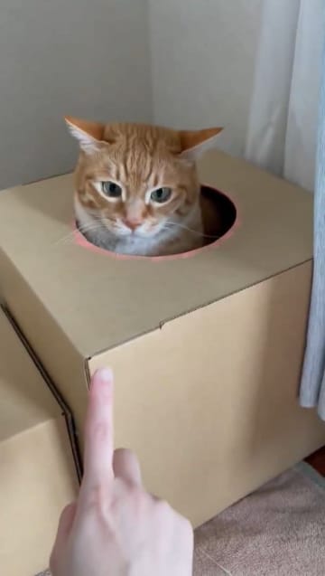 「めっちゃ可愛いから見てくれ」箱に潜っていく猫ちゃんのおててに8.6万いいね→「退屈しない」「何回も見ちゃいます」