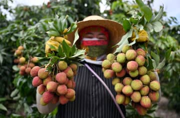 中国海南省、ライチの輸出好調