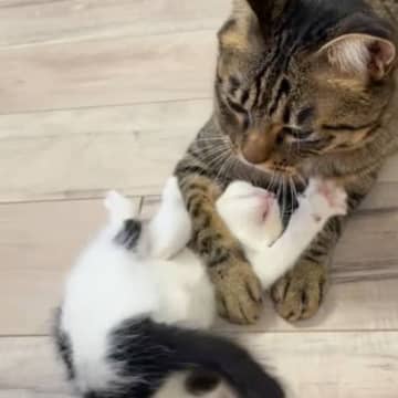 『兄猫に遊んでもらいたい子猫』→絡みにいった結果…まさかの可愛すぎる瞬間が28万再生「必死に戦ってるつもりかなｗ」「がんばれｗ」と爆笑