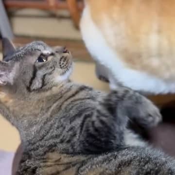 猫３匹が好きでたまらない同居犬→“かまって攻撃”が繰り出され…個性豊かな『尊すぎるリアクション』に「幸せがぎゅうぎゅうに詰まってる…」