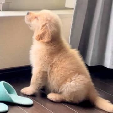 洗濯物を干す母を監視していた大型犬の赤ちゃん→4年後…成長しても変わらない『尊い姿』に3万いいね集まる「泣ける」「全く同じ体勢」と絶賛