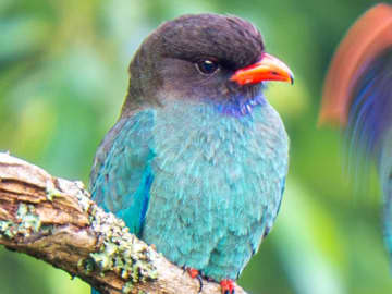夫婦けんか中の野鳥？　『夫』の行動に「高速で土下座？」「必死すぎて吹いた」