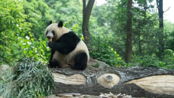 パンダのシャンシャン、中国の蒸しパンをもぐもぐ