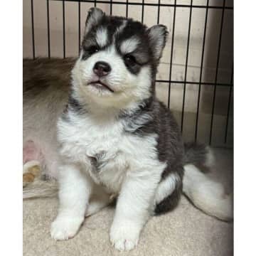 ハスキー子犬をお迎えして、毎日写真を撮影したら→生後6カ月ごろの成長姿に「大きくなってる気がする！」と驚き