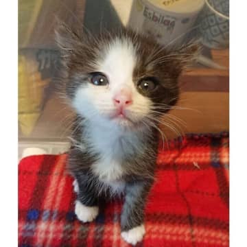 ミルクを飲んで得意げな顔をする生後3週齢の子猫→可愛さはそのまま、立派に成長した2年後の姿にほっこり！