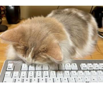 残業する飼い主を“監視”中に、力尽きて寝てしまった!? 　キーボードに突っ伏す猫の可愛い後頭部に悶絶！