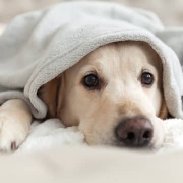 愛情不足な犬がみせる『問題行動』5選　愛犬に満足してもらうためのコミュニケーション方法とは？