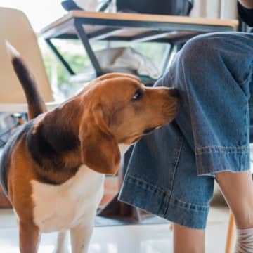 犬が『股間を嗅いでくる』心理5選　飼い主の股を執拗に嗅ぐ理由や対処法まで