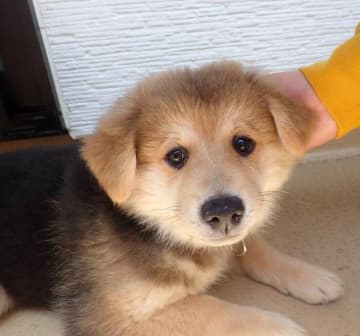 譲渡会で“ちょっかいを出して悪目立ち”をしていた保護子犬→およそ6年後の「愛らしい成長姿」にグッとくる！