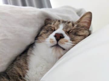 休日の朝、飼い主の隣でぐっすりと眠って起きない元保護猫　安心しきった穏やかな表情が「何度見ても愛しい」