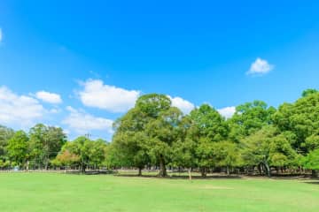 山形県で見つけた「トトロそっくりの木」が話題　「ジブリファンも納得のフォルム」に驚きの声