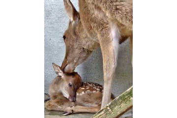 「本人は一生懸命隠れているつもり」　奈良公園の子ジカに「触ったり抱っこしないでください」　注意喚起に大反響　「全然知りませんでした」
