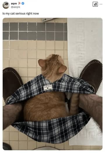 鏡に映る自分を確認していたウチの猫。私の視線に気づくと……“まさかの表情”に【犬・猫の爆笑写真】
