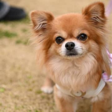 犬のリンパ腫はどんな病気？ リンパ腫の症状や特徴、治療法を獣医師に聞いた