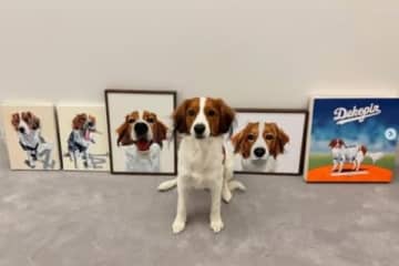 大谷翔平選手の愛犬にあやかった？「デコピン」商標出願が激増、登録は認められるのか