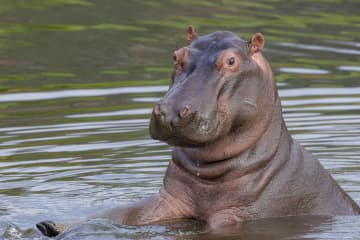 中島敦の『河馬』あらすじ紹介。まるで動物園を散歩するかのような詩集を読み解く