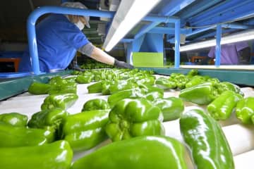 春ピーマン出荷最盛　苦味少なく柔らか　茨城・神栖
