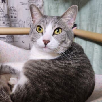 猫はシャンプーをしたほうがよい？頻度は？やり方は？獣医師が解説