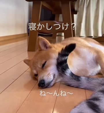 同居猫のしっぽにトントンされて“まどろむ”柴犬が話題に！心理を獣医師が解説