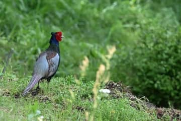 極彩色が美しい国鳥「キジ」 春の里山でオスがド派手に宣言も、メスはワンオペ育児とか【神奈川県】