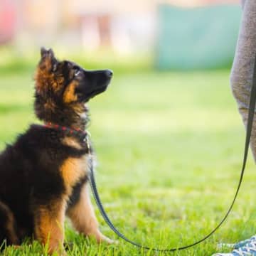『賢い犬種』3選　頭がいいワンコの特徴や賢いがゆえに注意すべきトレーニング方法まで