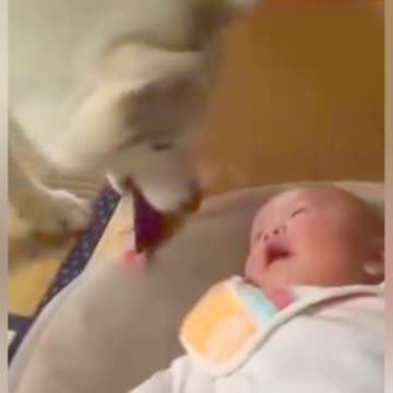 泣き始めてしまった赤ちゃん→優しいハスキー犬が『大事な宝物』を持ってきて…尊すぎる光景に「どれだけ優しいの」「思わず笑顔になった」の声