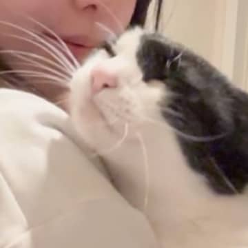 飼い主さん帰宅→抱っこされた猫の『おてて』を見てみると……キュンとする瞬間が5万7000いいね「赤ちゃんすぎてかわいい」「いいお顔」