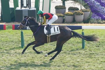 【オークス】リンクスティップ 2400mの舞台で逆転を誓う M.デムーロと共に真の女王の座へ