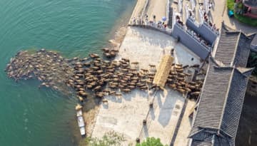 水牛の群れが川を渡る壮大な景観「百牛渡江」―四川省