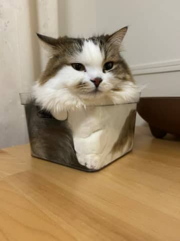 「もののけおる」何がどうなっているのかわからないくらい溶けたネコちゃん⇒SNSで「まさに猫は液体」「どこがどうなった？」と驚きの声