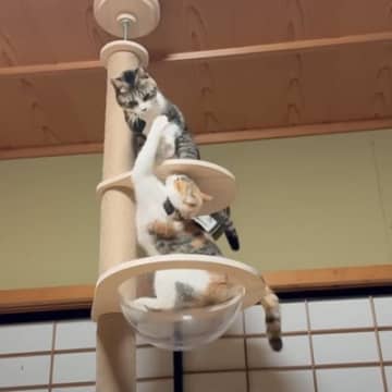 『お転婆すぎる姉妹猫』がキャットタワーで遊んでいたら…想像を超える『まさかの瞬間』に爆笑の声続出「元気過ぎるｗ」「宙を舞ってるｗ」