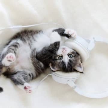 猫はなぜ『男性より女声が好き』と言われるの？よく言われる3つの説　仲良くなるためのコツも