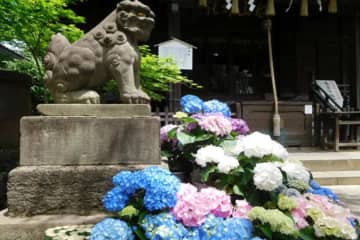 いつ見ごろ？関東の「あじさい」名所35選【2025】