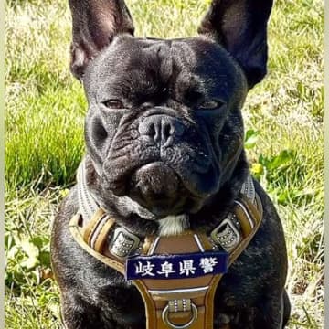 『生後６ヵ月まで家族が決まらなかった犬』が才能を発揮し始め…予想を超える『カッコよすぎる展開』が14万再生「最高」「期待の星」と称賛