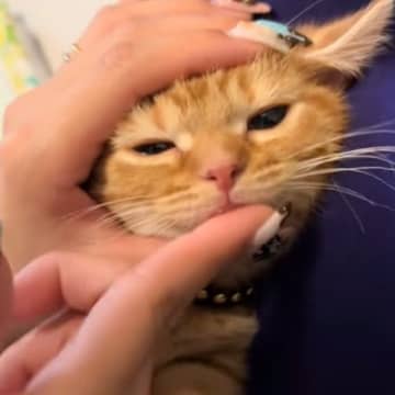 まだ歯磨きになれていない子猫→反応を見てみると…悶絶必至の『尊すぎる光景』が370万再生「可愛すぎて無理」「嫌がり方がかわいいｗ」