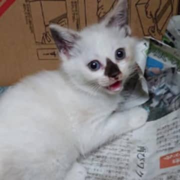 『白い子猫』を保護したら、３年後……衝撃の変化に「柄違いすぎて別猫ｗ」「すごーいｗなんだか素敵」同じ猫とは思えない"まさかの姿"が反響