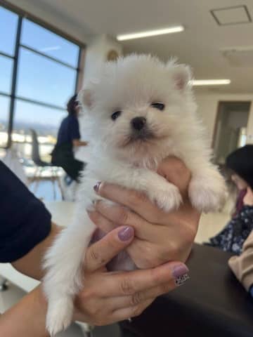 手のひらに収まるほど小さかった生後1カ月のポメラニアン子犬→約1年後、「中身はやんちゃな子犬」だけど“大人”の見た目に成長したビフォーアフターにほっこり！