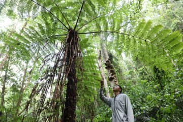 「生きた化石」シダ植物のヘゴ、3千株以上の群落発見　中国雲南省