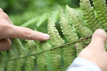 「生きた化石」シダ植物のヘゴ、3千株以上の群落発見　中国雲南省