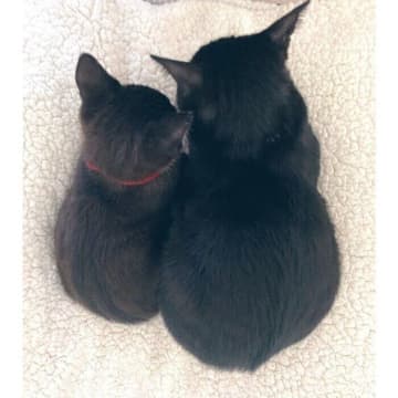 警戒し合っていた新入り子猫と先住猫が、ピタッと密着！　尊い後ろ姿に「ほんわか〜」「幸せすぎてもらい泣き」