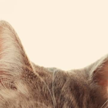 猫の耳には心地よい『人の声』の特徴3選　耳が良い猫だけに、しゃべり方やボリュームには気をつけるべき？