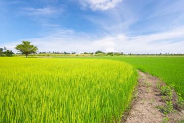 永井荷風『畦道』あらすじ紹介。静かな田舎道の風景の裏に隠されたドラマとは？