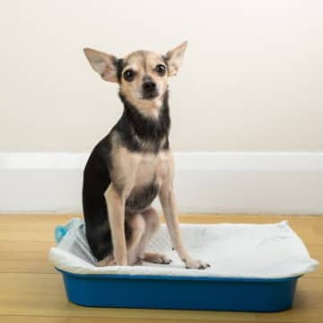 愛犬の『病気を早期発見』する方法5選　毎日のスキンシップで危険な症状を見つけることができるかも