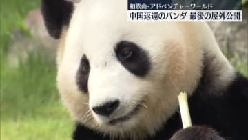 中国に返還のパンダ、最後の屋外公開　和歌山・アドベンチャーワールド