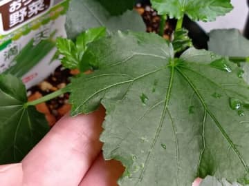 オクラを初めて植えてみた！なんじゃこれ～！葉っぱの裏の秘密に驚きまくる！ミニキュウリの花、開花！