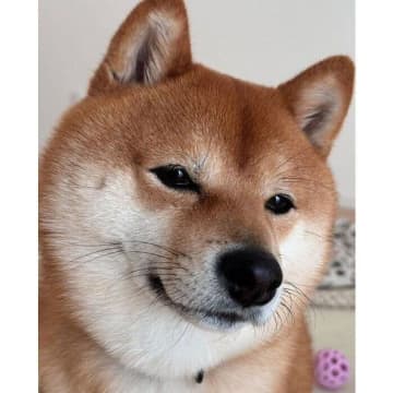 昼寝から起きて「散歩の催促」をする柴犬　“ほわ〜ん”とした表情で静かに訴える様子が可愛すぎた！