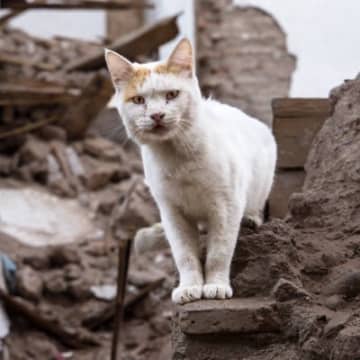 猫は地震を予知できるの？すぐれた能力に期待は高まるも、学会は「確実な証拠なし」