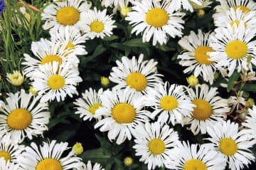 5月26日の花とは？【366日の誕生花と幸せの花言葉】